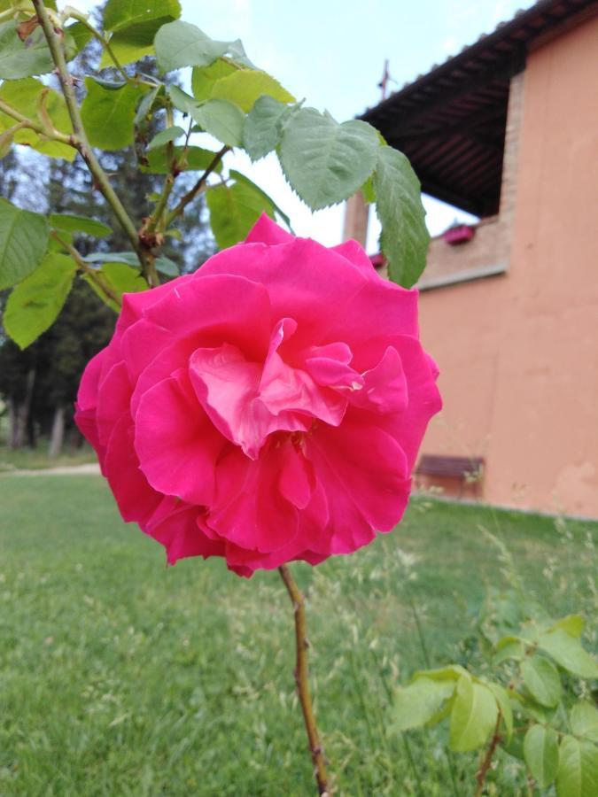 Villa Niccoli Castelfiorentino Esterno foto